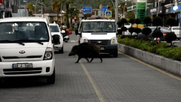 Marmaris'te buzağı büyüklüğündeki yaban domuzu trafiği kilitledi