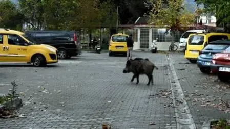 Marmaris'te buzağı büyüklüğündeki yaban domuzu trafiği kilitledi