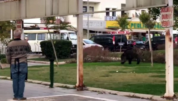 Marmaris'te buzağı büyüklüğündeki yaban domuzu trafiği kilitledi