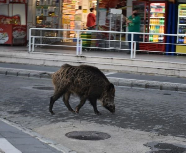 Marmaris'te buzağı büyüklüğündeki yaban domuzu trafiği kilitledi