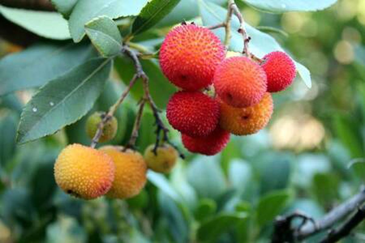 Marmaris\'te \'dağ çileği\' sofralarda