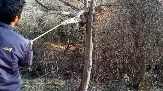 Nesli tükenme tehlikesiyle karşı karşıya olan vaşak, avcıların hedefi oldu