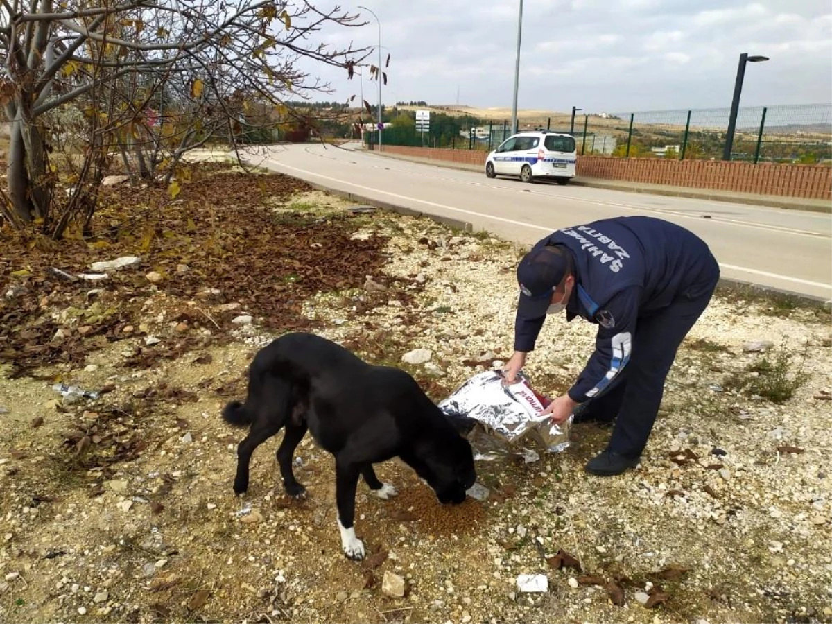 Şahinbey\'de sokak hayvanları için yem ve mama bırakılıyor
