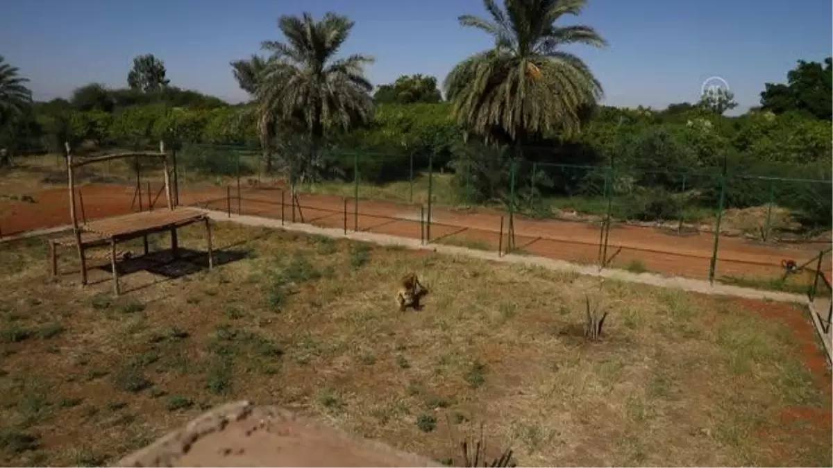 Sudan\'da gönüllülerin açtığı bakım merkezinde yabani hayvanlar hayat buluyor (2)