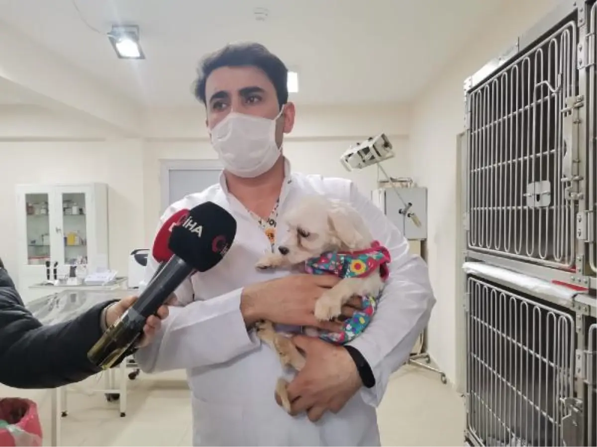 Ankara\'da el konulan 77 köpek kurayla sahiplendirilecek