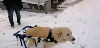 Arka bacakları felçli Lokum'a yürüteç