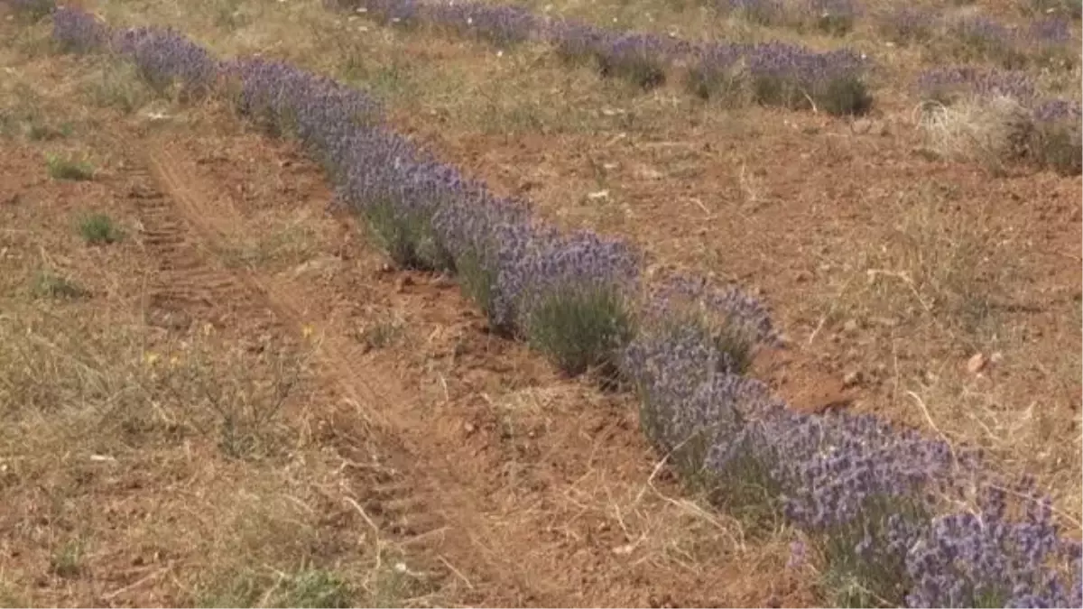 Bozkırın arazileri aromatik bitkilerle orman köylülerine gelir getirecek