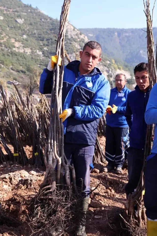 Büyükşehir'den Ceviz fidanı dağıtımı