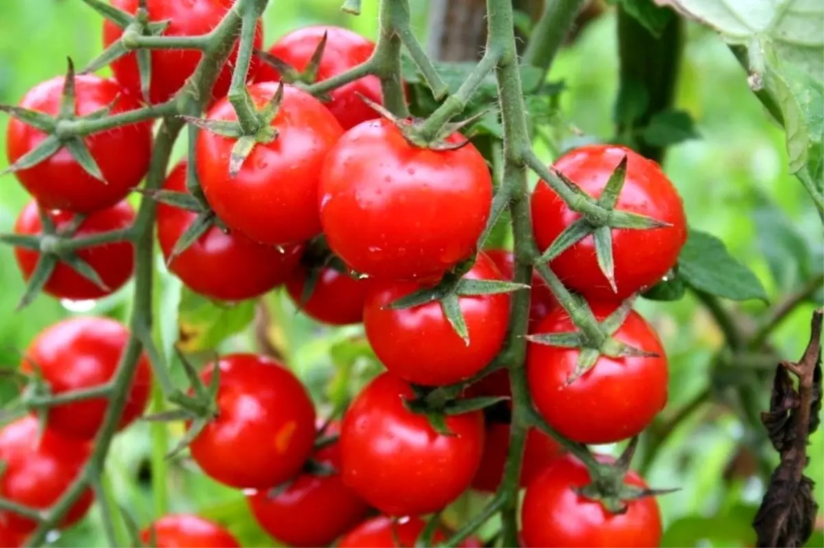 Domates ihracatçıları Rusya\'ya ihracatta kotanın kaldırılmasını istiyor