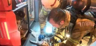 Son dakika! İtfaiye ekibinin çabası kediyi hayata döndüremedi