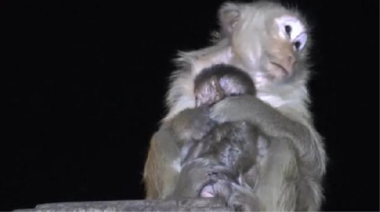 Tayland\'da, festivalde atılan havai fişekler maymunları korkuttu