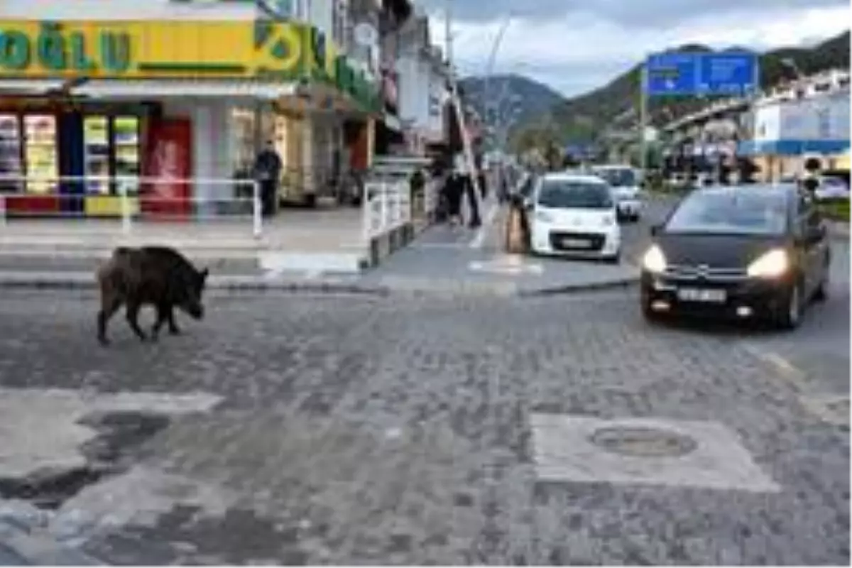 Turizm beldeleri domuzlara kaldı