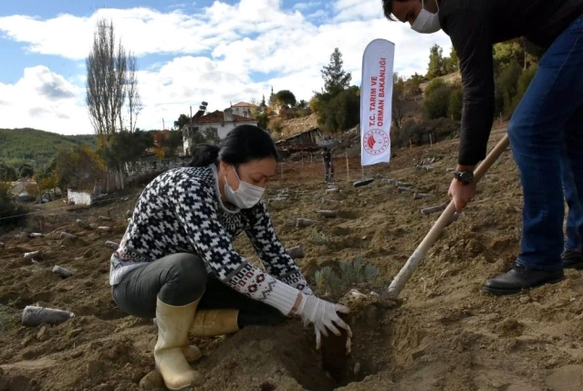 Son dakika haberi! 80 bin lavanta toprakla buluştu