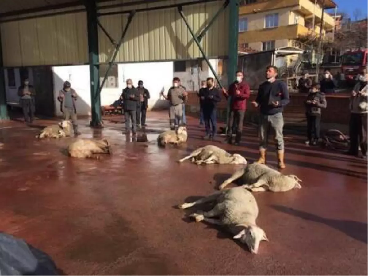 Sındırgı yağmur duasında buluştu, kurbanlar kesildi