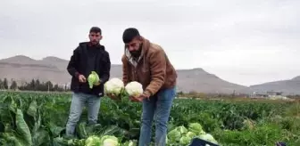Derik'te karnabahar üreticileri verimden de fiyattan da memnun