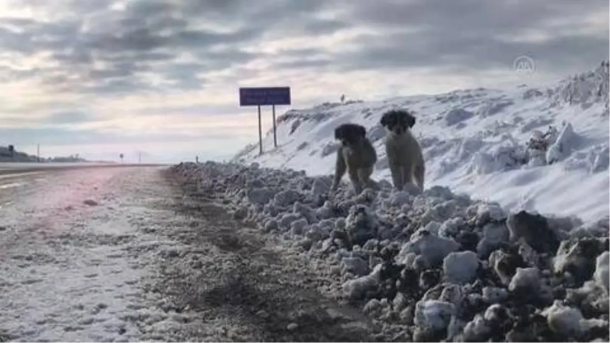 Donma tehlikesi geçiren yavru köpekleri belediye ekipleri kurtardı