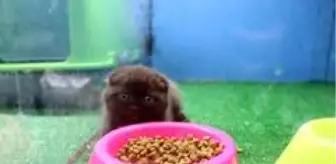 Evcil hayvan dükkanları taleplere yetişemiyor