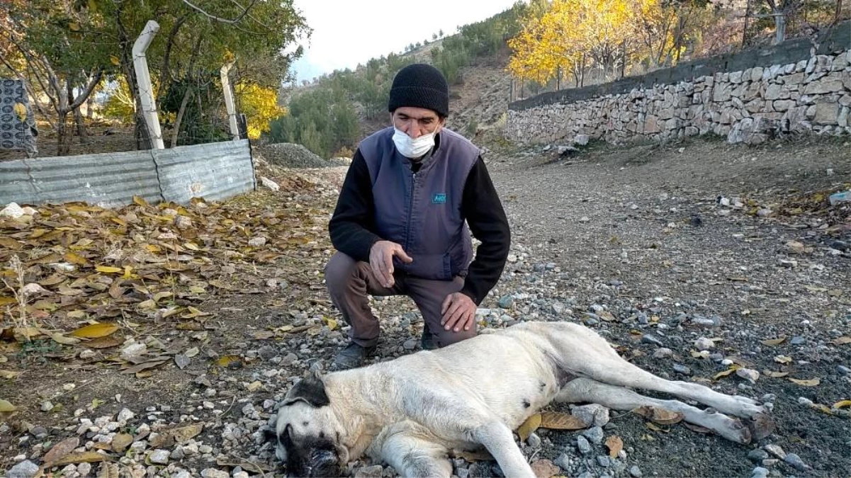 Harmanlı\'da köpekler zehirleniyor iddiası