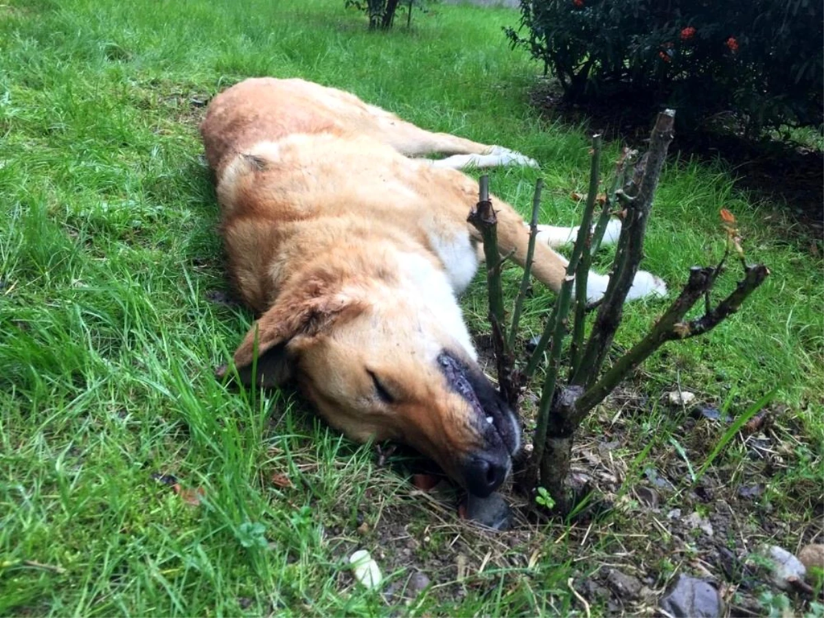 Kocaeli\'de öldürülen köpeklerle ilgili belediyeden açıklama Açıklaması