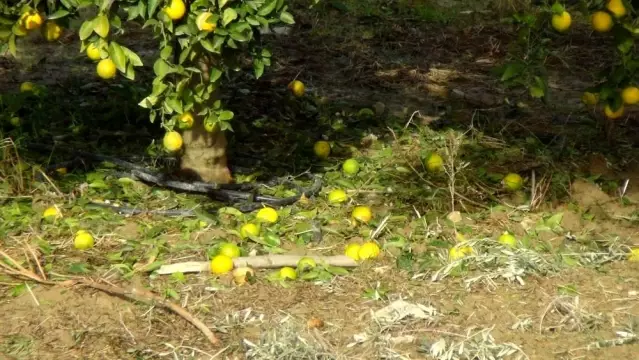 Manavgat'ta şiddetli dolu sera ve bahçeleri vurdu