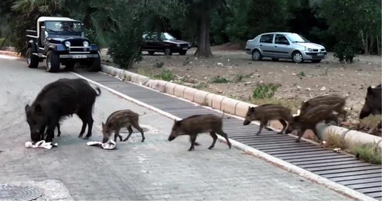 Marmarisliler şehre inen domuzlardan tedirgin