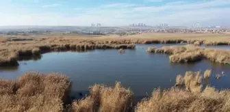 Son dakika gündem: Mogan Gölü ve çevresinde bulunan sazlıklar, güzel görüntüler oluşturdu