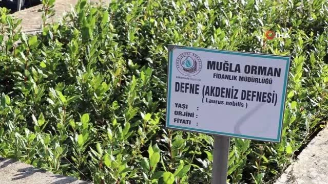 Muğla OBM'de 9,8 milyon fidan üretildi