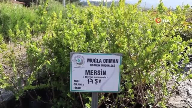 Muğla OBM'de 9,8 milyon fidan üretildi