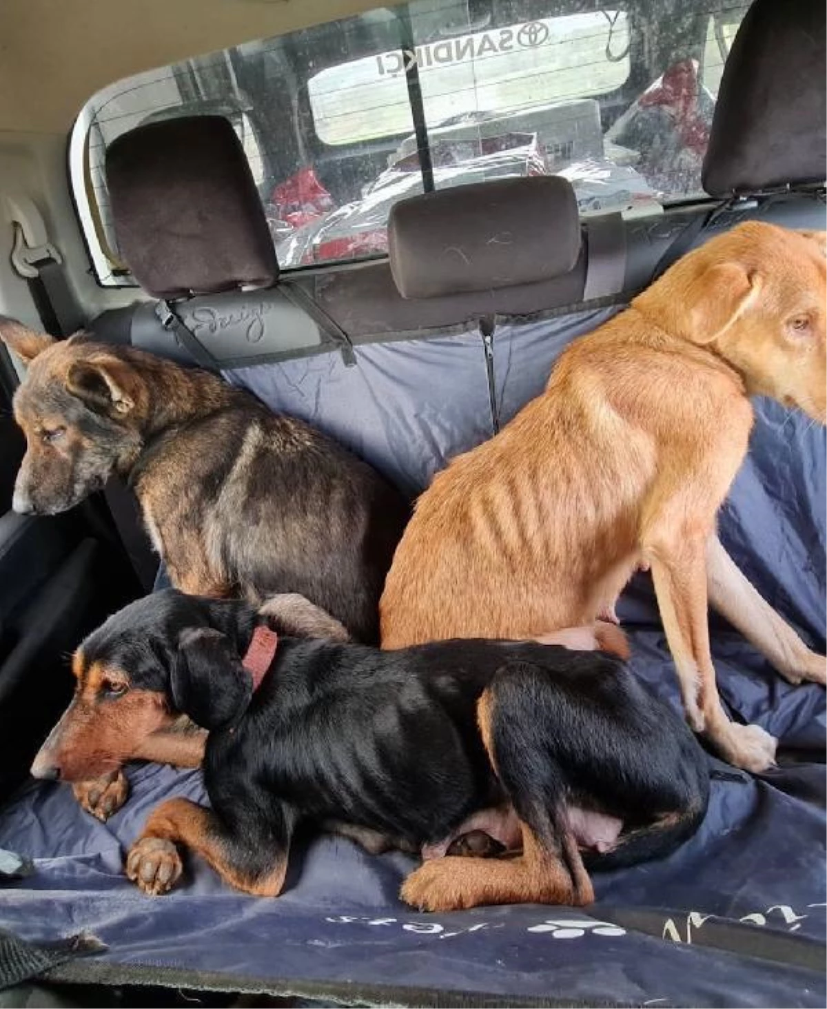 Pendik\'te ormanda ölüme terk edilen onlarca yavru köpek bulundu