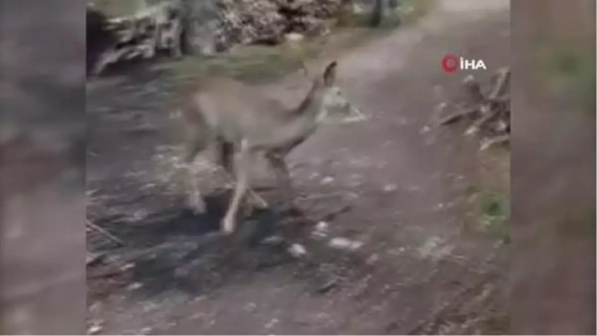 Sevgiyle yaklaştığı karacayı eliyle besledi