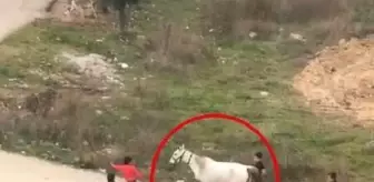 Yaralı atla oyuna hayvanseverlerden tepki
