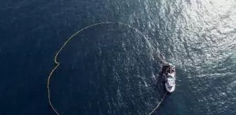 Zonguldak'ta hamsi bolluğu