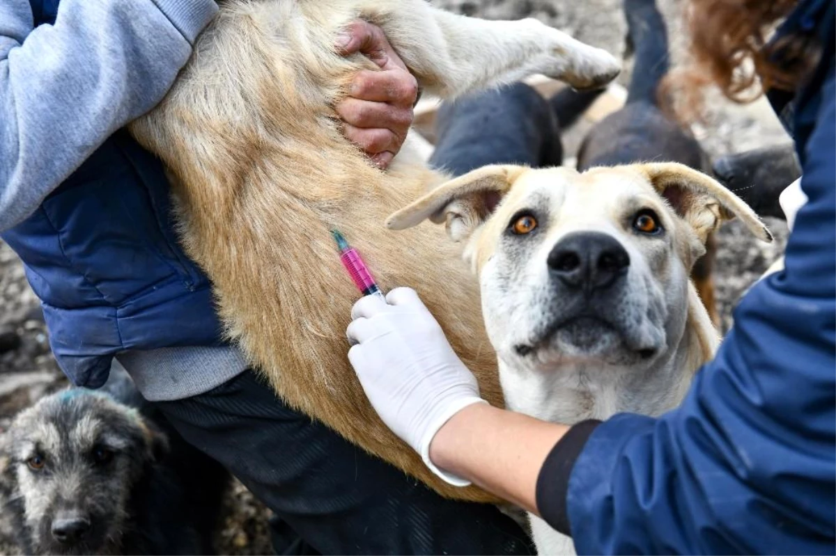 Başkentte hayvan barınaklarındaki "can dostlara" kuduz aşısı yapıldı