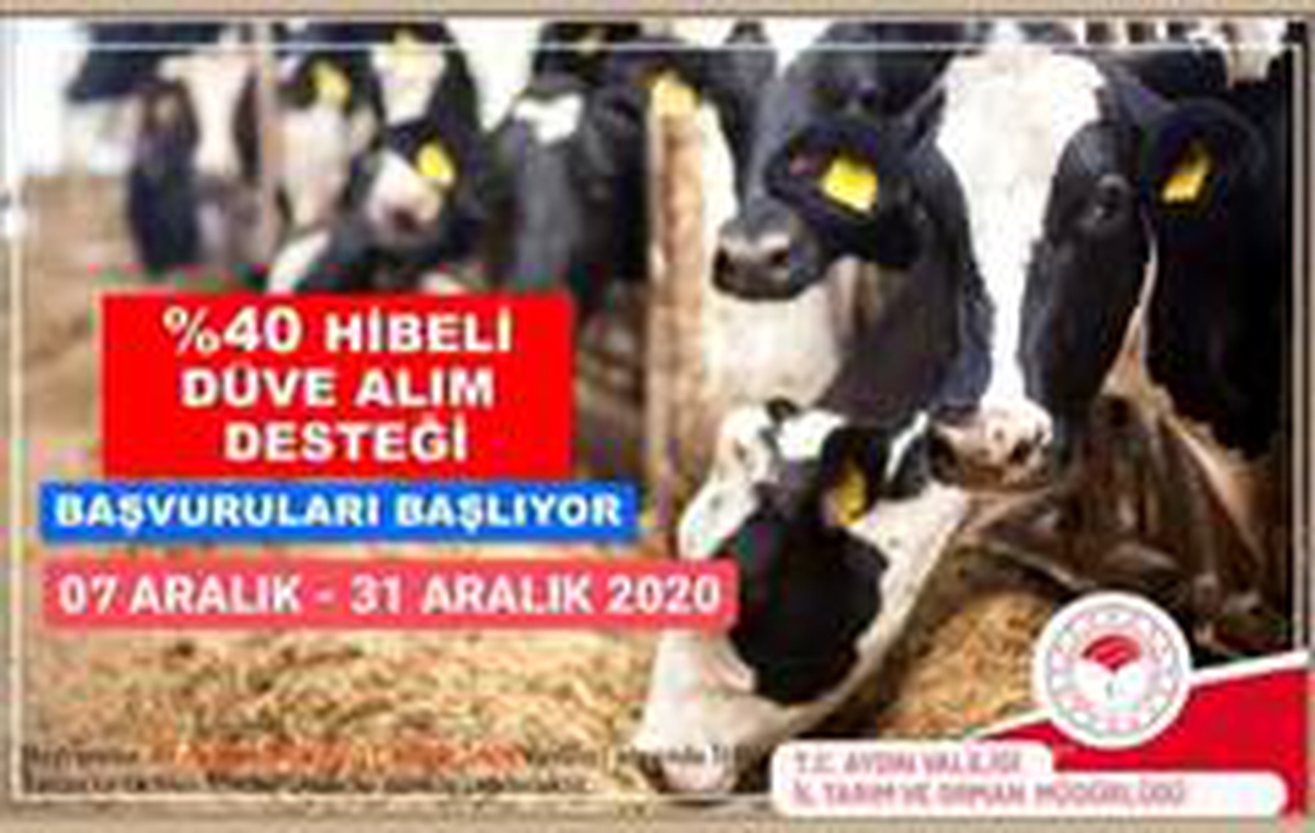Aydın\'da çiftçilere düve alım desteği verilecek