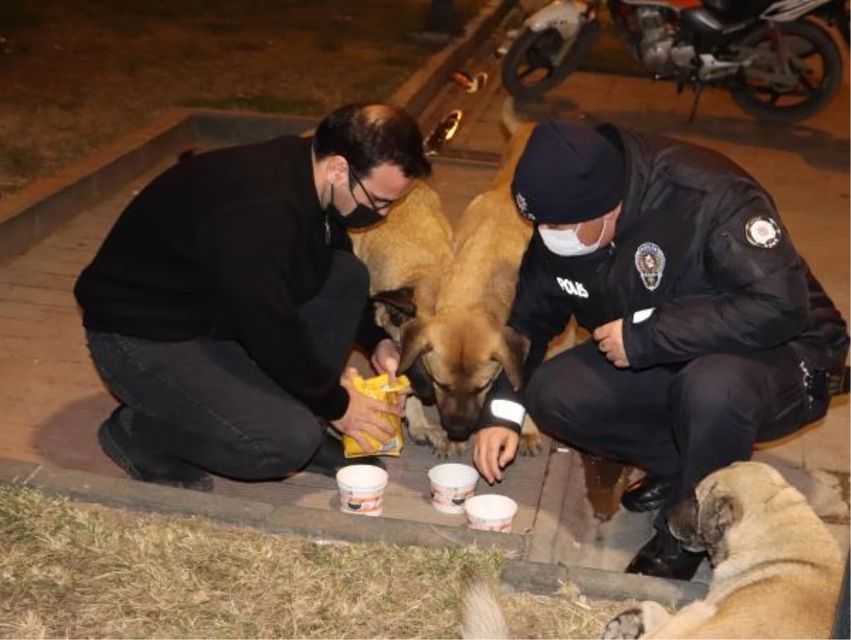 Hatay\'da hayvanseverler, kısıtlamadan dolayı aç kalan sokak hayvanlarını besledi