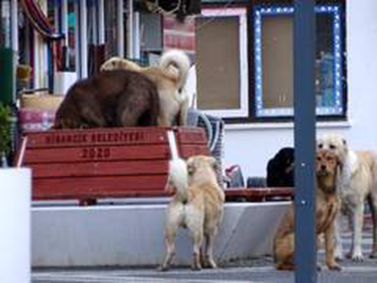 Sessiz sokaklarda köpek egemenliği