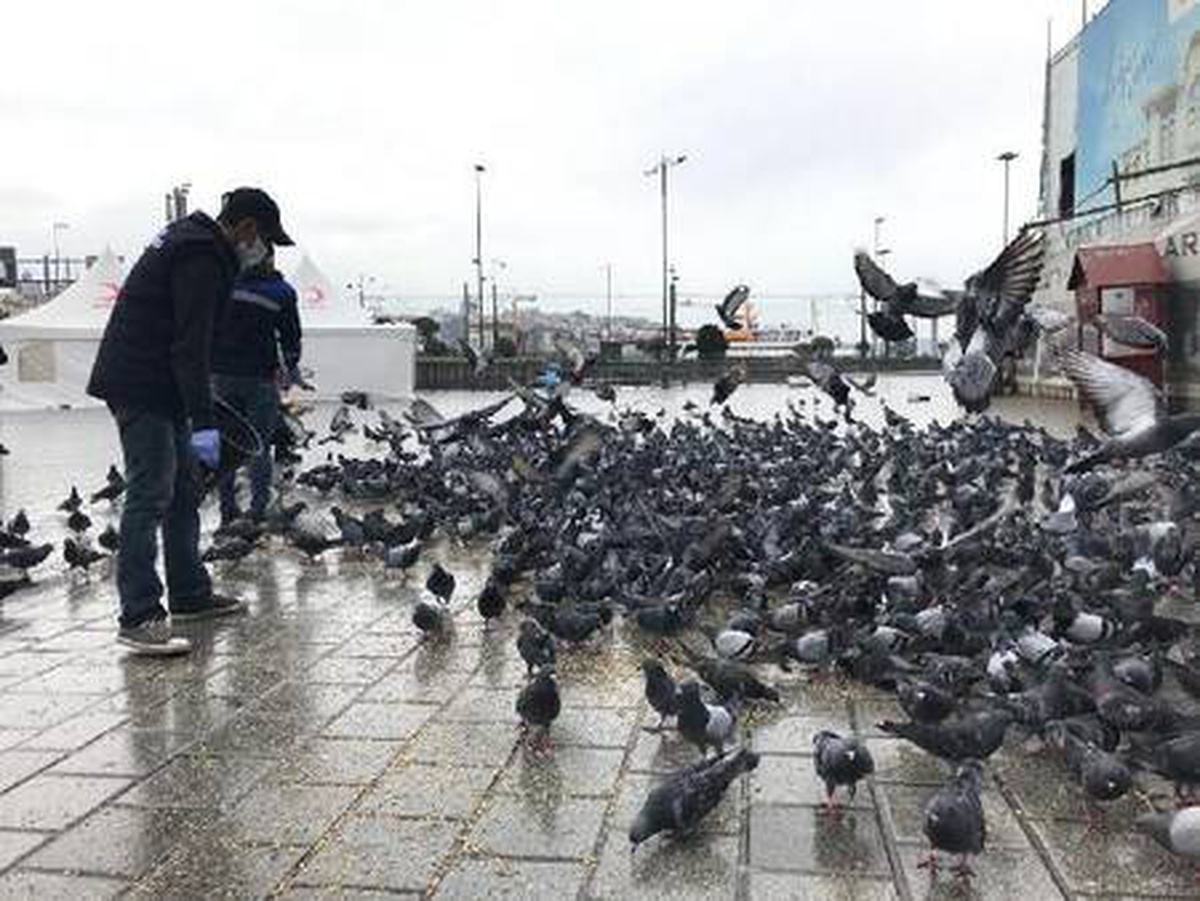 Sokağa çıkma kısıtlamasında sokak hayvanları unutulmadı