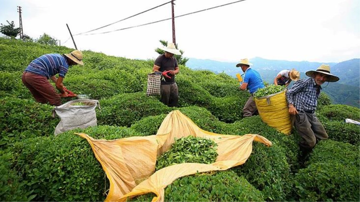 Türkiye çay ihracından 11 ayda 15,5 milyon dolar kazandı