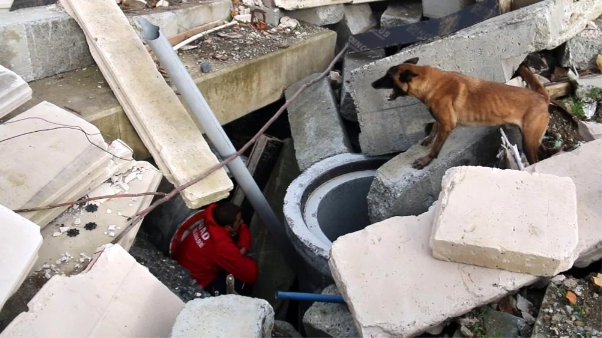 Son dakika haber! AFAD\'ın sınavını geçen köpekler afetlerde görev alıyor