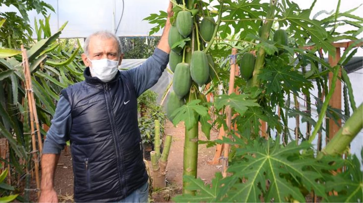 Bahçesinde yetiştirdiği papaya meyvesinden sezonda 45 bin TL gelir elde ediyor
