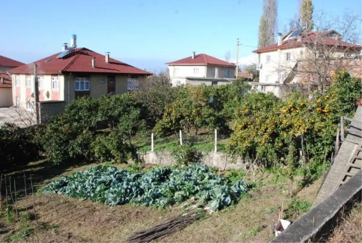 Bartın\'da 45 aile bahçelerinde mandalina, limon ve portakal yetiştiriyor