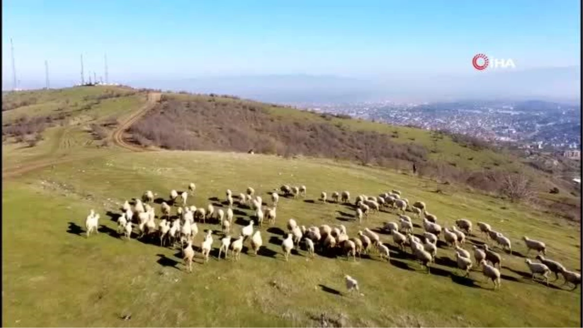 Doğaseverlerin uğrak yeri olan Kırcaali Yaylası, kısıtlamalarda diğer canlılara hayat oluyor