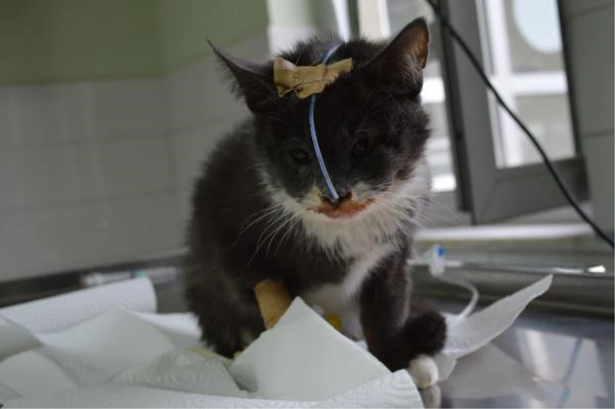 Elazığ\'da bölgeye hizmet veren hastanede 1 yılda 9 bin hayvan tedavi gördü