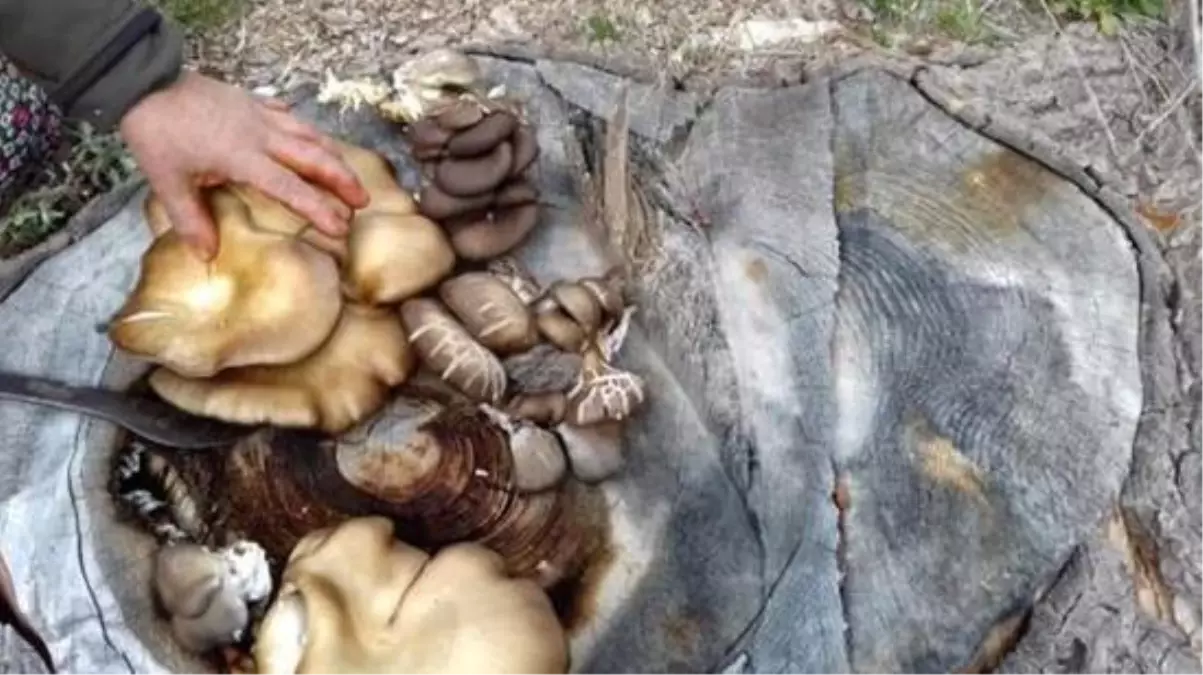 Kesilmiş ladinlerin kökünden topladıkları ağaç mantarlarının kilosunu 30 liradan satıyorlar