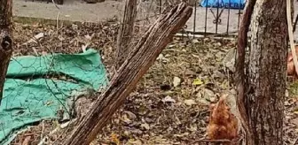 Köpekler, evin bahçesindeki 3 koyunu telef etti