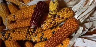 Posof'ta yetişen renkli mısırlar ilgi görüyor