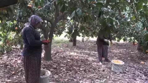 Rekoltesi düşen mandalina fiyatıyla üreticisini sevindirdi Rekoltesi düşen mandalina fiyatıyla üreticisini sevindirdi