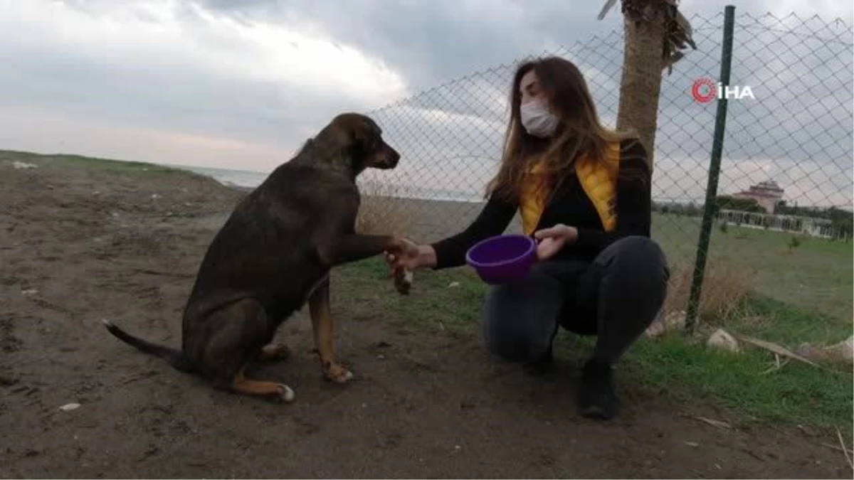 Sessizliğe bürünen sahillerde sokak köpekleri beslendi