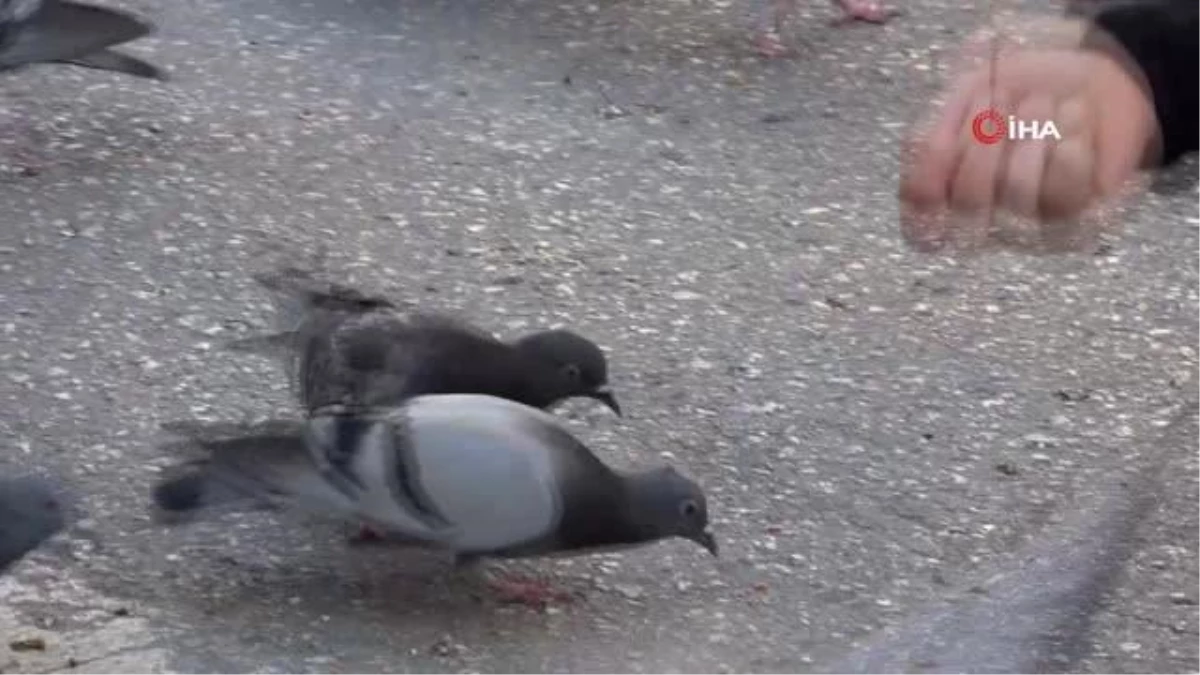 Sokağa çıkma kısıtlamasında güvercinleri besledi