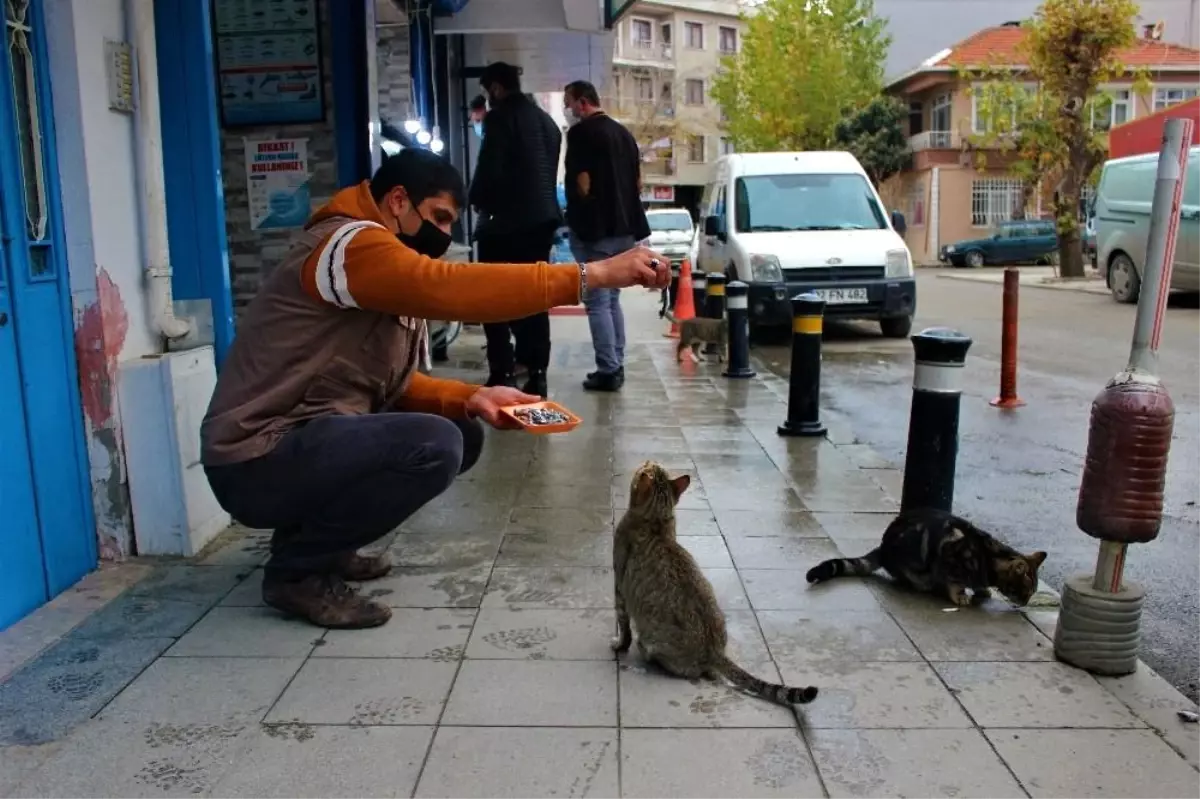 Sokak kedileri bu dükkanların açılmasını dört gözle bekliyor